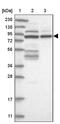SOGA Family Member 3 antibody, PA5-57253, Invitrogen Antibodies, Western Blot image 