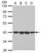 Neutrophil cytosol factor 4 antibody, LS-C155298, Lifespan Biosciences, Western Blot image 