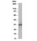 Four And A Half LIM Domains 1 antibody, R33291-100UG, NSJ Bioreagents, Western Blot image 
