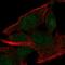 MINDY Lysine 48 Deubiquitinase 2 antibody, HPA063669, Atlas Antibodies, Immunofluorescence image 