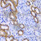 Myosin-Ic antibody, A6936, ABclonal Technology, Immunohistochemistry paraffin image 