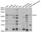 Receptor Tyrosine Kinase Like Orphan Receptor 2 antibody, A5620, ABclonal Technology, Western Blot image 