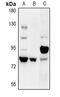 E3 ubiquitin-protein ligase RFWD2 antibody, LS-C760948, Lifespan Biosciences, Western Blot image 
