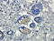PGE2 antibody, orb191502, Biorbyt, Immunohistochemistry paraffin image 