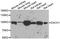 Dachshund Family Transcription Factor 1 antibody, orb247658, Biorbyt, Western Blot image 