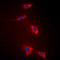 Claudin 5 antibody, orb10416, Biorbyt, Immunofluorescence image 