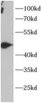 PTPN1 antibody, FNab10253, FineTest, Western Blot image 