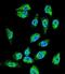 Regulator Of MON1-CCZ1 antibody, LS-C164185, Lifespan Biosciences, Immunofluorescence image 