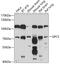 Glypican-5 antibody, 13-635, ProSci, Western Blot image 
