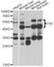 FAS antibody, A0233, ABclonal Technology, Western Blot image 