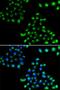 Coatomer Protein Complex Subunit Beta 1 antibody, PA5-77106, Invitrogen Antibodies, Immunofluorescence image 