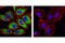 Ribosomal Protein S6 antibody, 5364S, Cell Signaling Technology, Immunocytochemistry image 