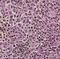 F-Box And Leucine Rich Repeat Protein 18 antibody, FNab03036, FineTest, Immunohistochemistry frozen image 