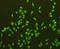 Olfactory Receptor Family 51 Subfamily F Member 2 antibody, orb378357, Biorbyt, Immunofluorescence image 