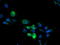 Cytochrome P450 2B6 antibody, TA504328, Origene, Immunofluorescence image 