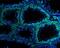 VASA antibody, A02448, Boster Biological Technology, Immunofluorescence image 