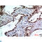 Dor antibody, LS-C813527, Lifespan Biosciences, Immunohistochemistry paraffin image 