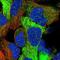 Fuzzy Planar Cell Polarity Protein antibody, NBP1-82112, Novus Biologicals, Immunofluorescence image 