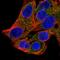 Signal Recognition Particle 54 antibody, HPA062044, Atlas Antibodies, Immunocytochemistry image 