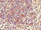 Zinc Finger Protein 484 antibody, orb26575, Biorbyt, Immunohistochemistry paraffin image 