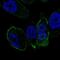 Somatostatin Receptor 5 antibody, NBP2-56513, Novus Biologicals, Immunofluorescence image 