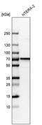 Cell Division Cycle Associated 7 Like antibody, PA5-55533, Invitrogen Antibodies, Western Blot image 