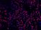Minichromosome Maintenance Complex Component 2 antibody, IHC-00009, Bethyl Labs, Immunofluorescence image 