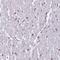 Importin subunit alpha-3 antibody, HPA046852, Atlas Antibodies, Immunohistochemistry frozen image 