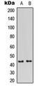 GATA Binding Protein 1 antibody, LS-C356051, Lifespan Biosciences, Western Blot image 