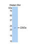 Sulfite Oxidase antibody, LS-C300354, Lifespan Biosciences, Western Blot image 
