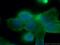 Kallikrein Related Peptidase 3 antibody, 60338-1-Ig, Proteintech Group, Immunofluorescence image 