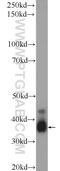 CAMP Responsive Element Modulator antibody, 12131-1-AP, Proteintech Group, Western Blot image 