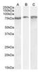 Heat Shock Protein Family A (Hsp70) Member 5 antibody, orb334058, Biorbyt, Western Blot image 