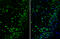 Dopamine Receptor D1 antibody, GTX100354, GeneTex, Immunohistochemistry frozen image 