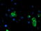Lipoprotein Lipase antibody, TA503791, Origene, Immunofluorescence image 