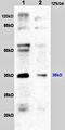 CD24 Molecule antibody, GTX37755, GeneTex, Western Blot image 