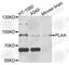 Phospholipase A2 Activating Protein antibody, A4294, ABclonal Technology, Western Blot image 