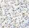 Interleukin 2 antibody, FNab09820, FineTest, Immunohistochemistry frozen image 
