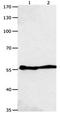 Cell death regulator Aven antibody, orb107474, Biorbyt, Western Blot image 