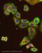 Keratin 18 antibody, ab32118, Abcam, Immunofluorescence image 