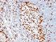 Zeta Chain Of T Cell Receptor Associated Protein Kinase 70 antibody, V2936SAF-100UG, NSJ Bioreagents, Flow Cytometry image 
