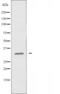 Major Histocompatibility Complex, Class II, DO Beta antibody, orb226647, Biorbyt, Western Blot image 