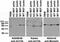 ADP Ribosylation Factor Like GTPase 13B antibody, 73-287, Antibodies Incorporated, Western Blot image 