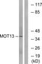Solute Carrier Family 16 Member 13 antibody, PA5-39249, Invitrogen Antibodies, Western Blot image 