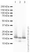 Histone Cluster 3 H3 antibody, ab10799, Abcam, Western Blot image 