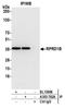 Regulation Of Nuclear Pre-MRNA Domain Containing 1B antibody, A303-782A, Bethyl Labs, Immunoprecipitation image 