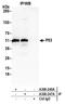 p53 antibody, A300-247A, Bethyl Labs, Immunoprecipitation image 