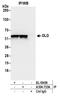 DLD antibody, A304-733A, Bethyl Labs, Immunoprecipitation image 