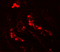 Autophagy Related 3 antibody, 5795, ProSci, Immunofluorescence image 