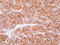 Peroxisomal biogenesis factor 19 antibody, LS-C186171, Lifespan Biosciences, Immunohistochemistry paraffin image 